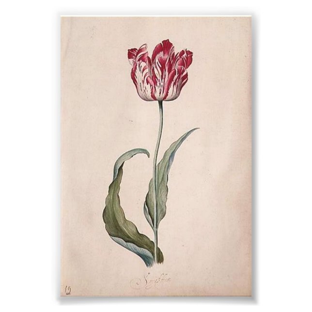 Foto Judith Leyster Tulip Impressão (Frente)