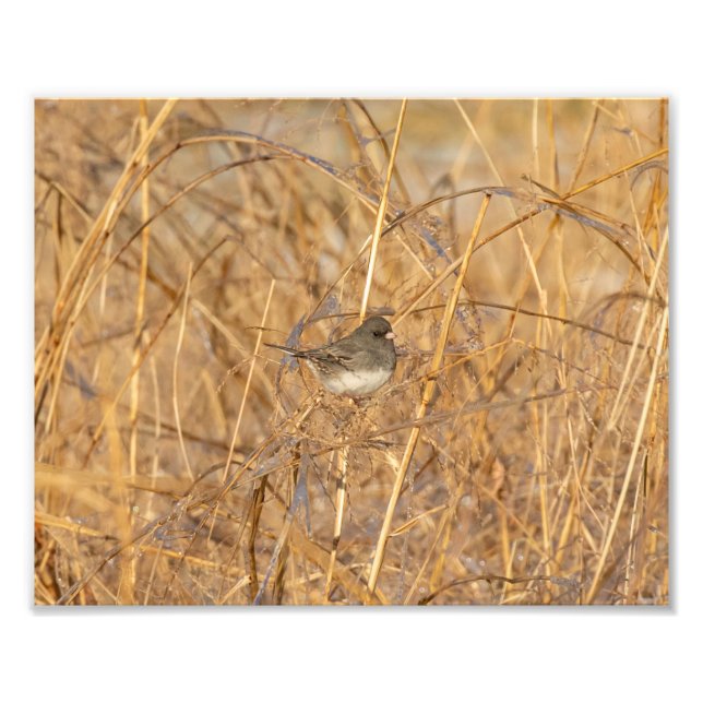 Foto Junco No Icy Grass (Frente)
