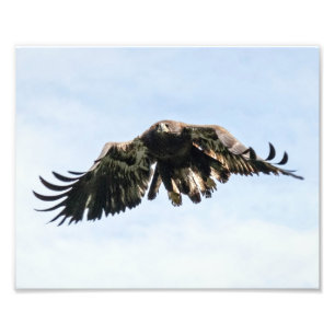 Foto Juvenil Bald Eagle em Voo