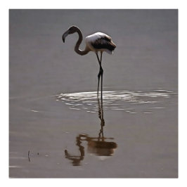Foto Juvenil Flamingo Em Cinzas Com Reflexão