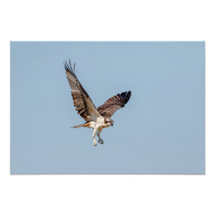 Foto Juvenil Osprey em voo