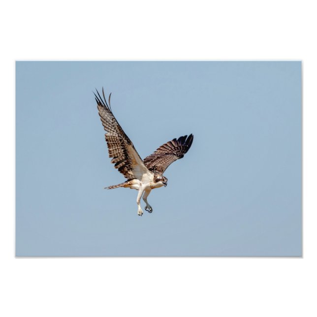 Foto Juvenil Osprey em voo (Frente)
