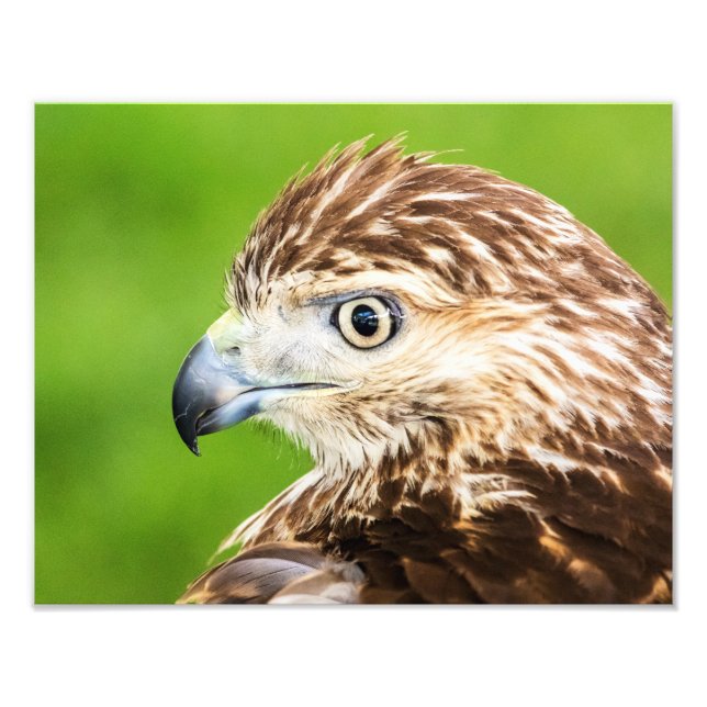 Foto Juvenil Red Tailed Hawk (Frente)