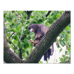 Foto Juvenile Bald Eagle