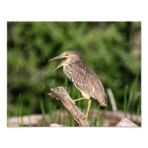 Foto Juvenile Black Crowned Night Heron