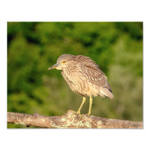 Foto Juvenile Black Crowned Night Heron