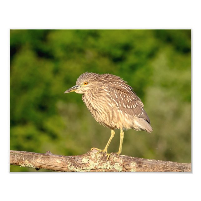 Foto Juvenile Black Crowned Night Heron (Frente)