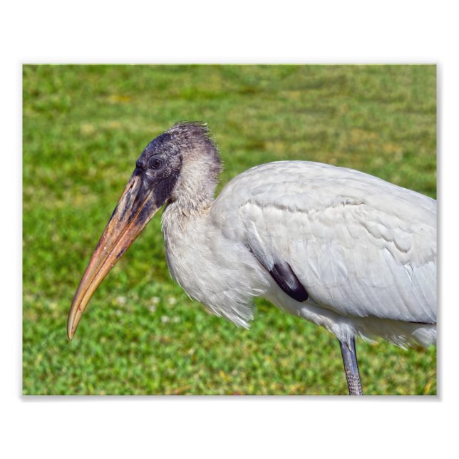 Foto Juvenile Wood Stork (Frente)