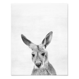 Foto Kangaroo