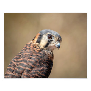 Foto Kestrel Americano 14x11