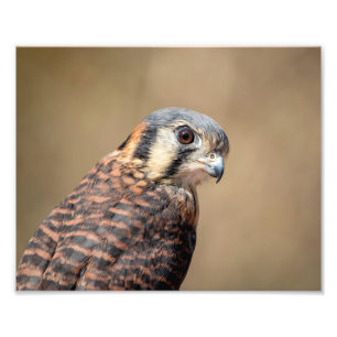 Foto Kestrel do americano 10x8