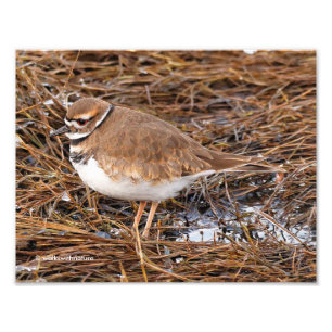 Foto Killdeer no Mudflats de congelação