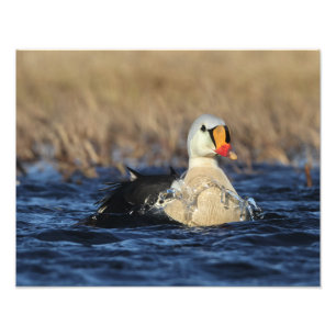 Foto King Eider Bird