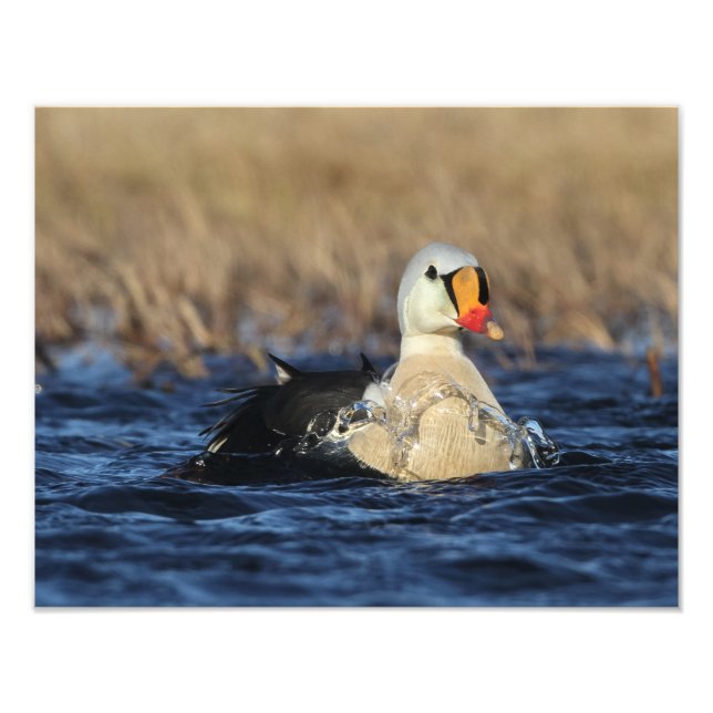 Foto King Eider Bird (Frente)