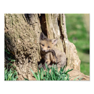 Foto Kit Fox 14x11 no Vale do Hudson