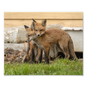 Foto Kits de Raposa Adoráveis