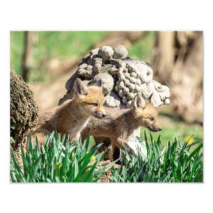 Foto Kits Fox 14x11 no Vale do Hudson