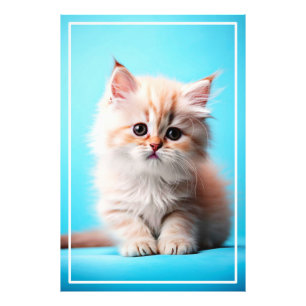 Foto Kitten Adorável com Fundo Azul