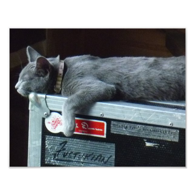 Foto Kitten em uma rodada (Frente)