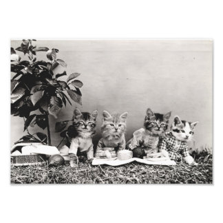 Foto Kitten Picnic