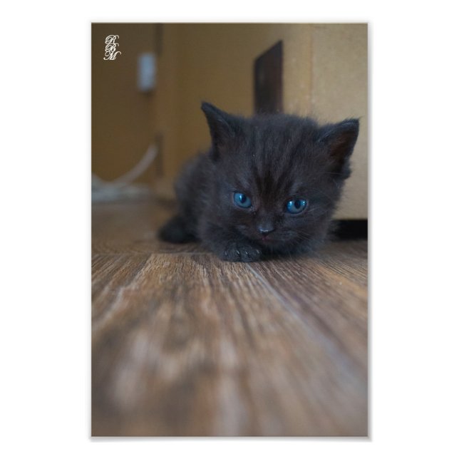 Foto Kitten Preto (Frente)
