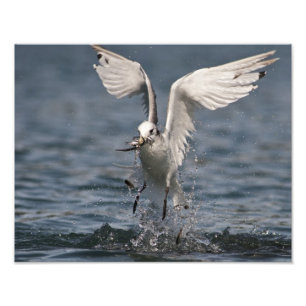 Foto Kittiwake pairando