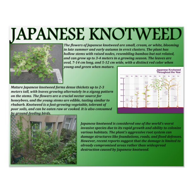 Foto Knotweed Japonês (Frente)