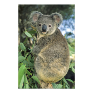 Foto Koala, Phascolarctos cinereus), em risco de extinç