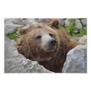 Foto Kodiak Bear