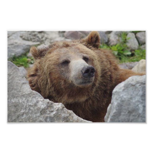 Foto Kodiak Bear (Frente)