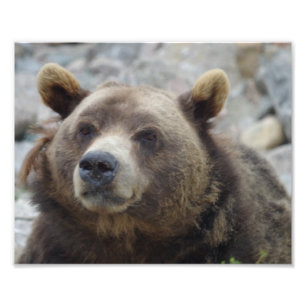 Foto Kodiak Bear Closeup