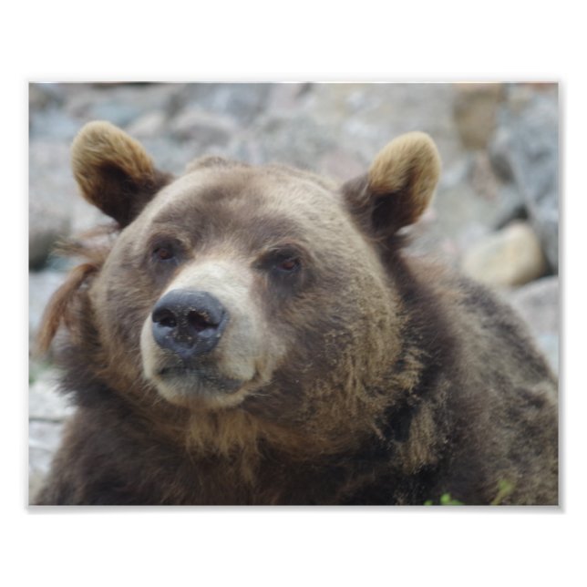 Foto Kodiak Bear Closeup (Frente)