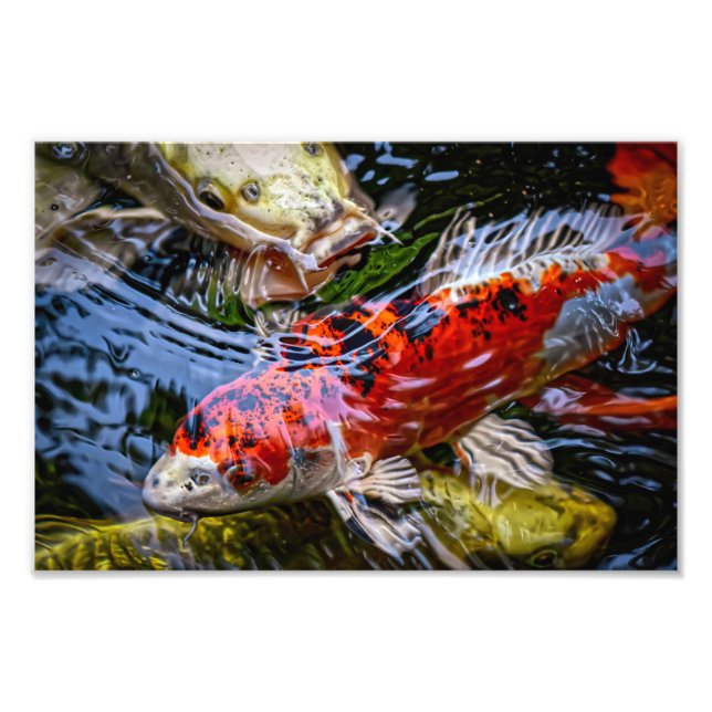 Foto Koi Fish Pond Japonês (Frente)