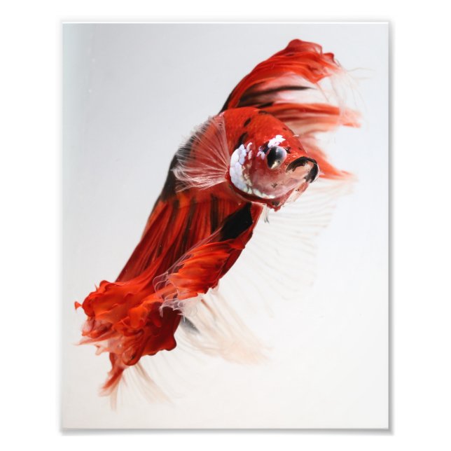 Foto Koi Halfmoon Betta Fish 2 (Frente)