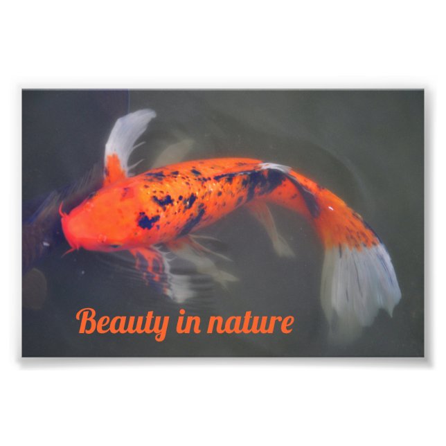 Foto Koi, Pez Carpa (Frente)