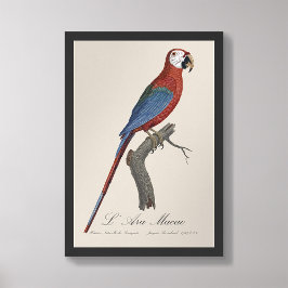 Foto L' Ara Macao / Red and green Macaw