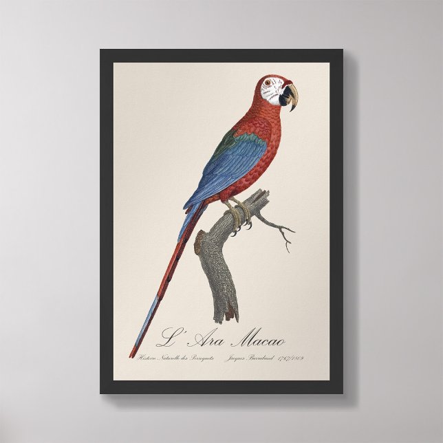 Foto L' Ara Macao / Red and green Macaw (Criador carregado)