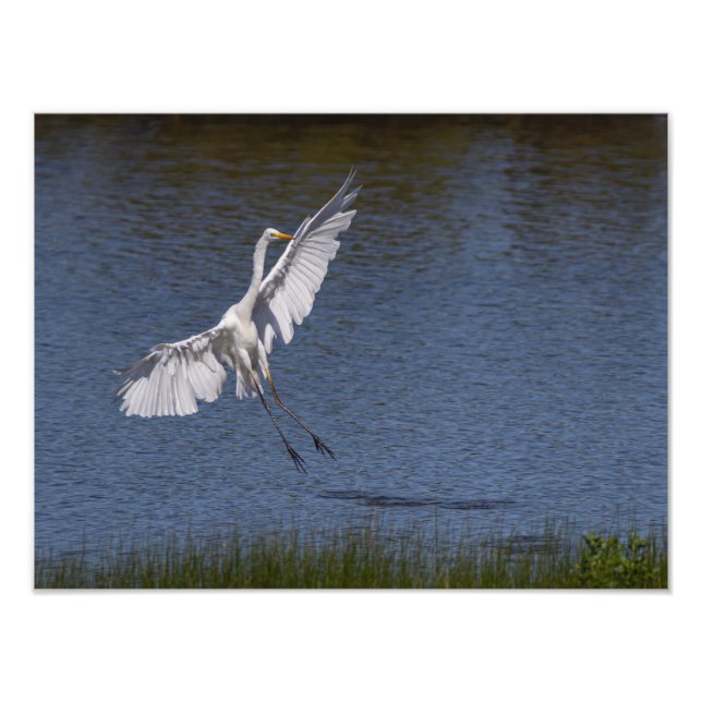 Foto La grande aigrette (Frente)