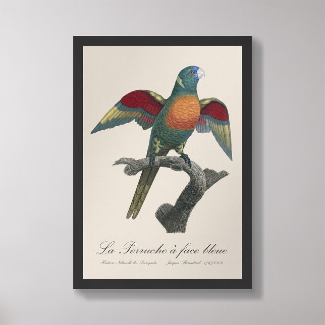 Foto La Perruche é um sangramento facial (Criador carregado)