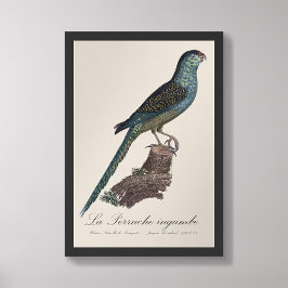 Foto La Perruche ingambe