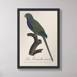 Foto La Perruche souris / Monk Parakeet