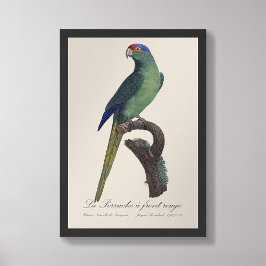 Foto La Perruche, uma coroa