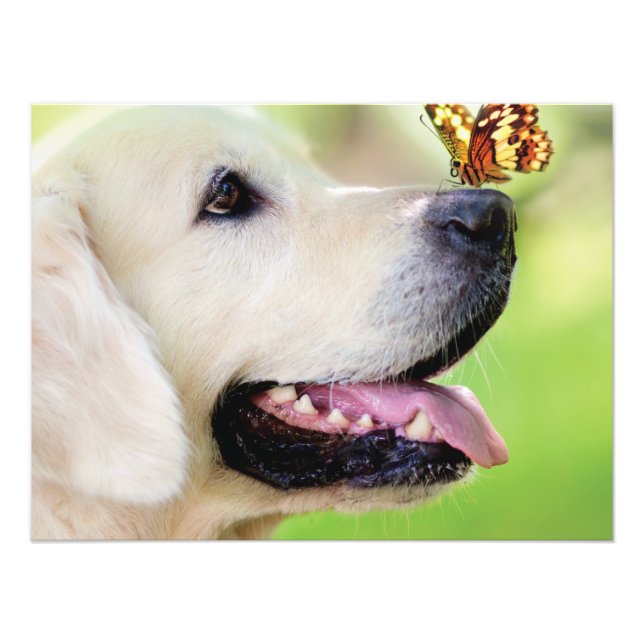 Foto Labrador And Butterfly Throw Pillow (Frente)