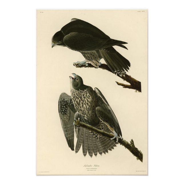 Foto Labrador Falcon das Aves da América de Audubon (Frente)