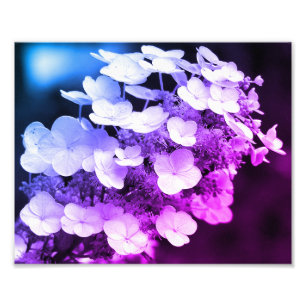 Foto Lacecap Hydrangea Preto E Cor Branca