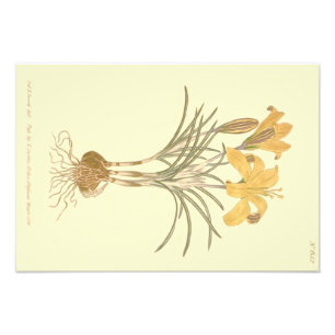 Foto Lado da Ilustração de Crocus Dourado