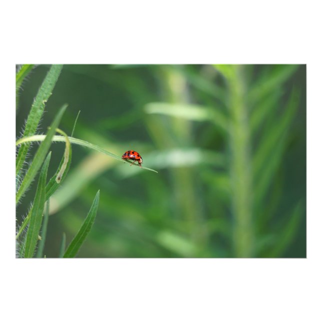 Foto Lady Bug (Frente)
