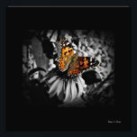 Foto Lady Butterfly SC Art Impressão<br><div class="desc">Esta bela obra de arte fotográfica será definitivamente uma peça de conversa para convidados ou clientes para sua casa ou escritório. Uma bela visão do Pincel de Deuses no trabalho, capturada pelo fotógrafo floral Stan V. Griep, Colorado, EUA, prêmio vencedor. É uma obra de arte verdadeiramente maravilhosa de Cor Seletiva!...</div>