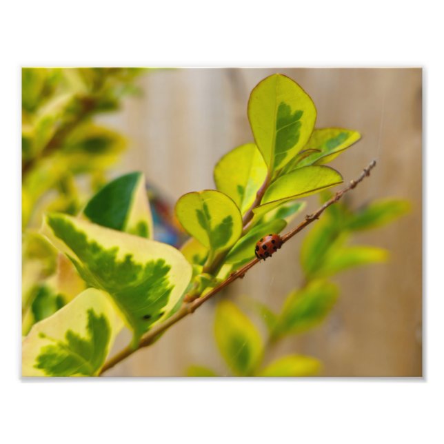 Foto Ladybird (Frente)