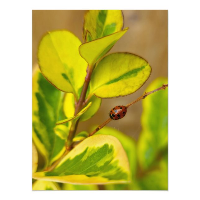 Foto Ladybird (Frente)